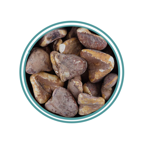 خميرة البيرة (خميرة الحاج) حب