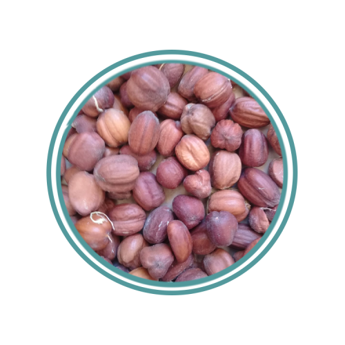 بذور الجاجوبا