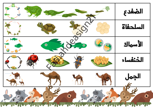 مطوية علوم الصف الثالث دورات حياة الحيوانات
