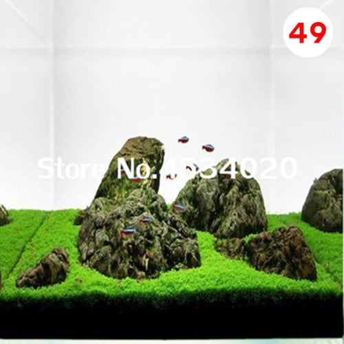 بذور نباتات مائية لاحواض السمك نوع 49 Grass