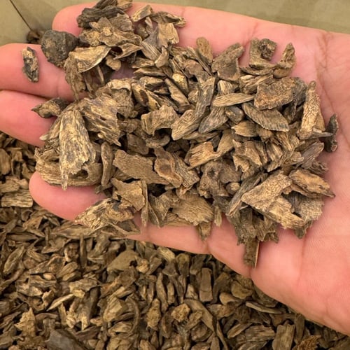 دقة عود فلبيني ليتي اندرووتر