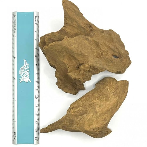 موروكي اصقون