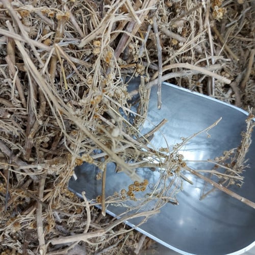 اخيليا (ذات الالف) 140 غرام