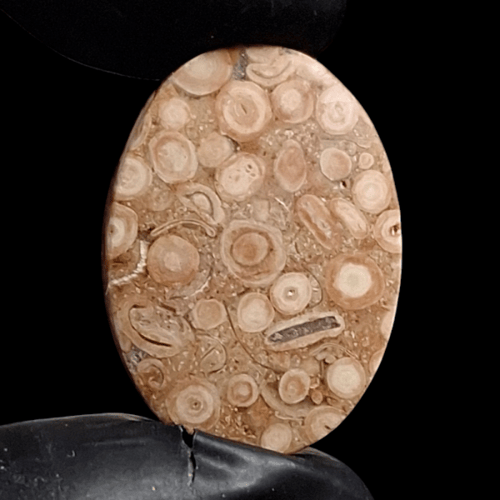 حجر احفوري طبيعي