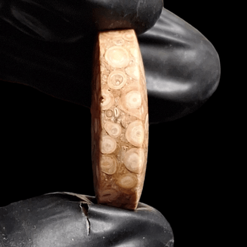 حجر احفوري طبيعي