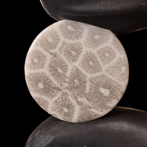 حجر فوسيل احفوري طبيعي