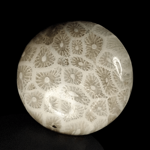 حجر فوسيل احفوري طبيعي