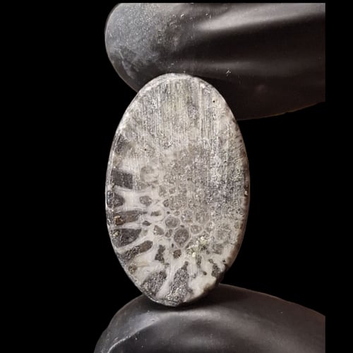 حجر فوسيل احفوري طبيعي