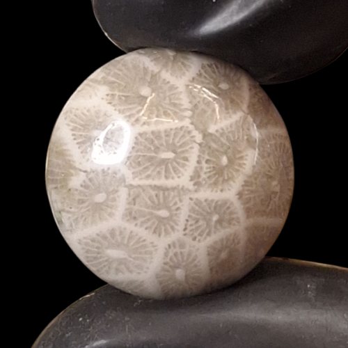 حجر فوسيل احفوري طبيعي