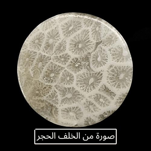 حجر فوسيل احفوري طبيعي