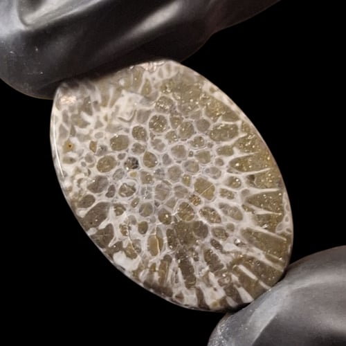 حجر فوسيل احفوري طبيعي