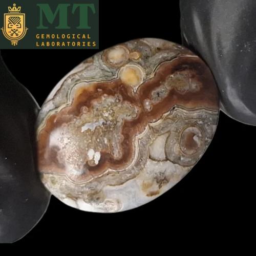 حجر عقيق داؤدي مصور مثل دايناصور ذو الرقبة الطويلة...