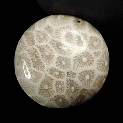 حجر فوسيل احفوري طبيعي