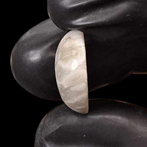 حجر فوسيل احفوري طبيعي