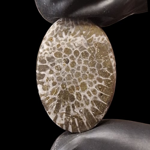 حجر فوسيل احفوري طبيعي