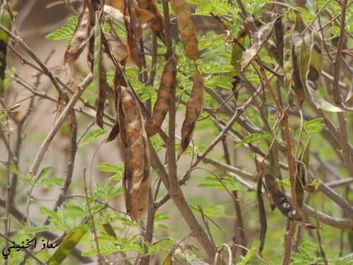 طلح الضهيان 50 بذرة Acacia asak