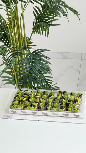 صينيه مستطيله ورق عنب