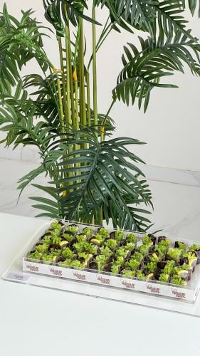 صينيه مستطيله ورق عنب