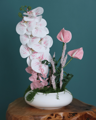 فازة نعومة الميلاد