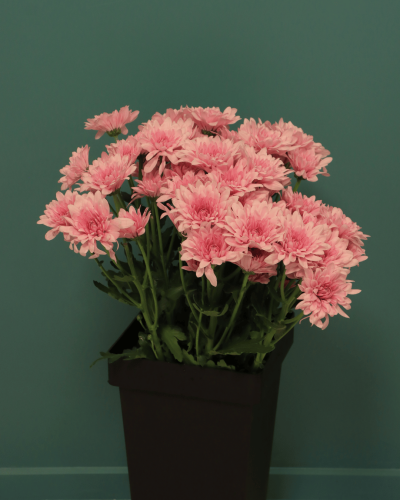 كريز بنك فاتح Chrysanthemum Baltica Pink بنش 10 اغ...