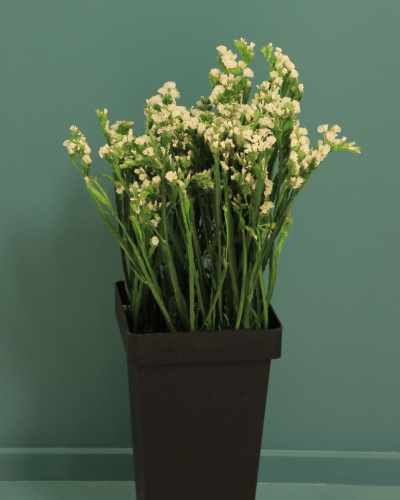 استارتيس ابيض 10 غصن Statice White بنش