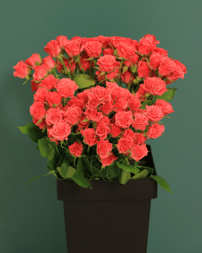 بيبي جوري فوشي LIANNE بنش 10 غصن