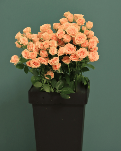 بيبي جوري بينك DINARA بنش 10 غصن