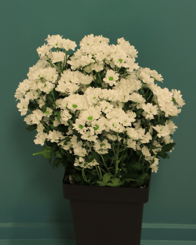 بيبي كريز ابيض هولندي Chrysanth Santini Lassie1 بن...