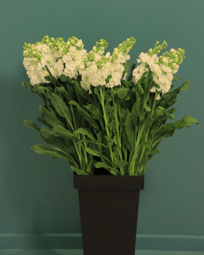ميتولا ابيض 10غصن Matthiola Stox White بنش