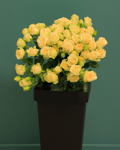 بيبي جوري خوخي SALINERO بنش 10غصن