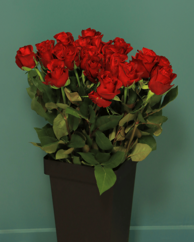 جوري احمر Rose Ever Red بنش 10 حبات