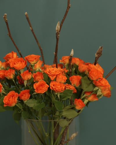 فازة بيبي جوري أورنج – هدوء دافئ