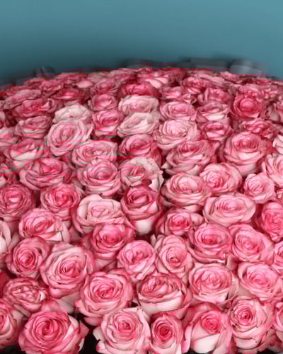 بوكيه الفخامة 200 وردة جوري