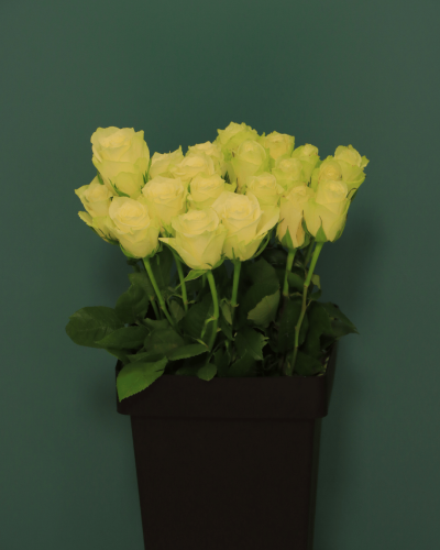 جوري ابيض Rose Athena بنش 10 حبات