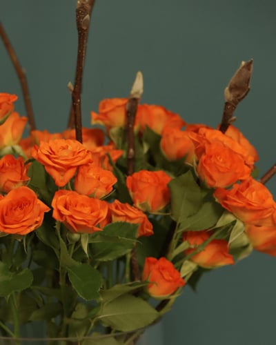 فازة بيبي جوري أورنج – هدوء دافئ