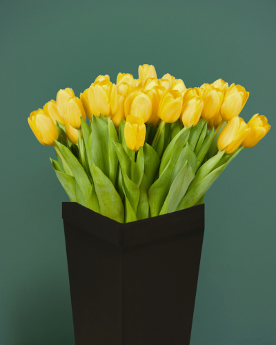 توليب اصفر Tulip yellow حبه