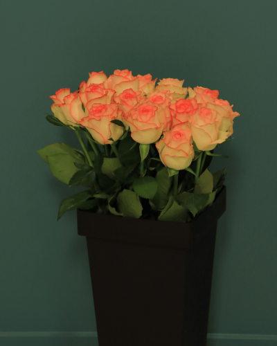 جوري بنك فاتح دبل كلر Rose Jumilia بنش 10 حبات