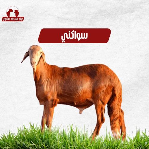خروف سواكني