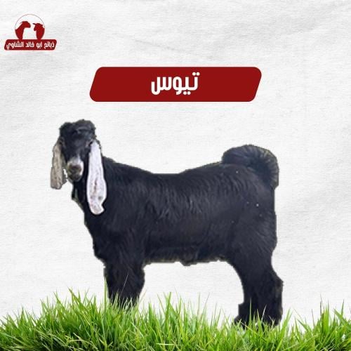 تيس