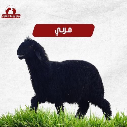 نعيمي اردني