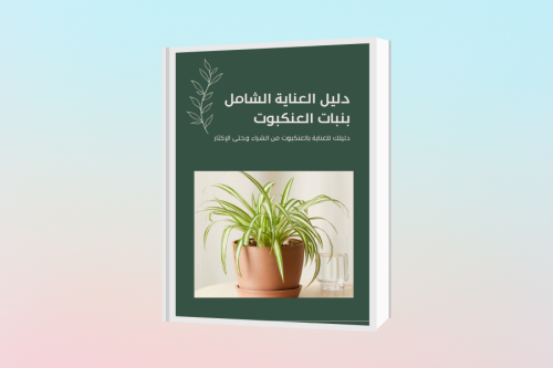 دليل العناية الشامل بنبات العنكبوت
