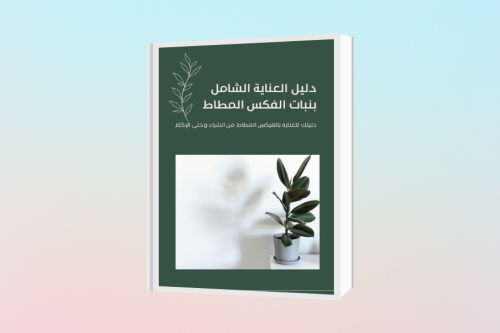 دليل العناية الشامل بنبات الفكس المطاط