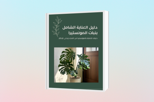 دليل العناية الشامل بنبات المونستيرا