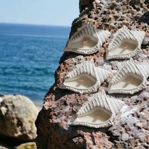 شمعة صدفة البحر