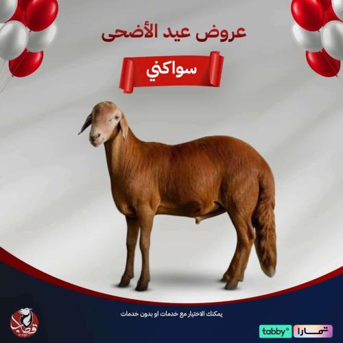 عرض خروف سواكني طازج