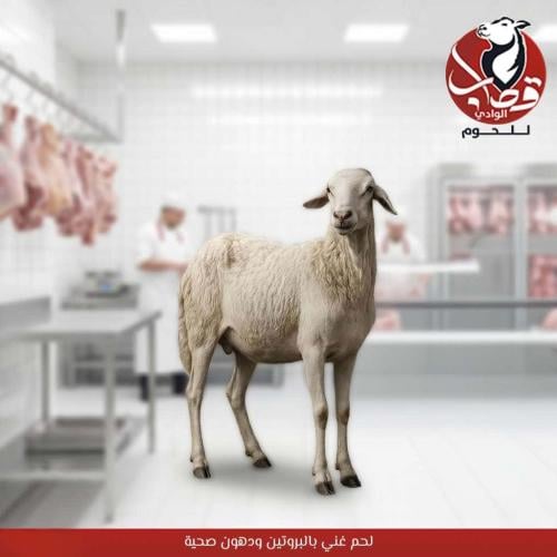 خروف حري بلدي طازج