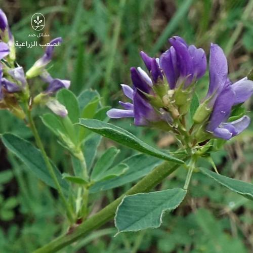 بذور البرسيم البلدي قصيمي-Medicago sativa