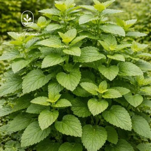 بذور المليسا - MELISSA OFFICINALIS