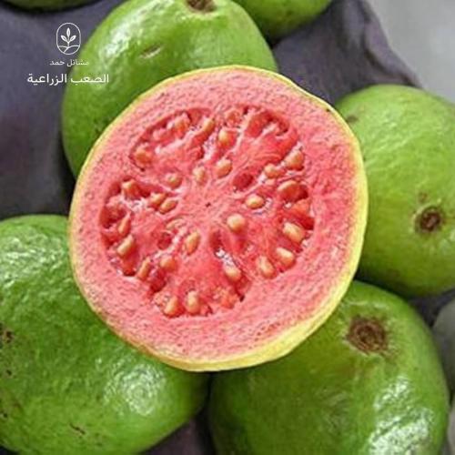 بذور جوافه حمراء- Psidium guajava L
