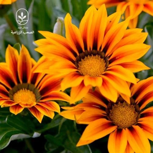 بذور زهرة جازانيا - Gazania